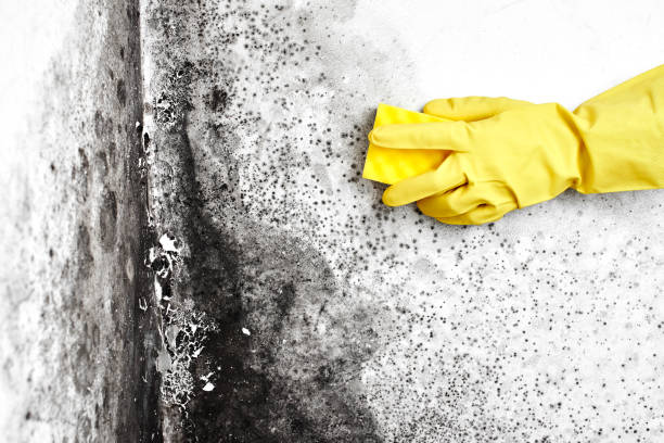 Best DIY Mold Remediation Support Services in Moorefield, WV