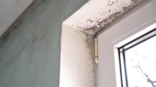 Best Emergency Mold Remediation in Moorefield, WV