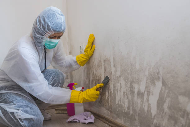 Best White Mold Remediation in Moorefield, WV