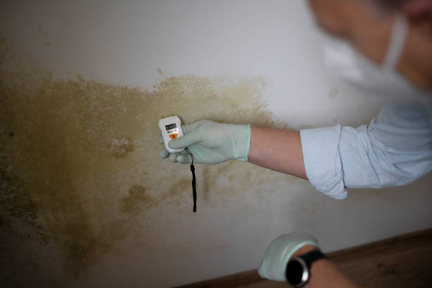Best Crawl Space Mold Remediation in Moorefield, WV