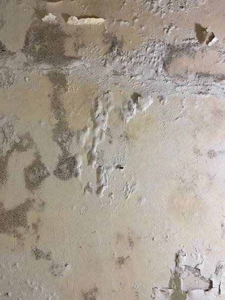 Best DIY Mold Remediation Support Services in Moorefield, WV