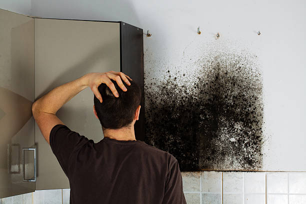 Best HVAC Mold Remediation in Moorefield, WV