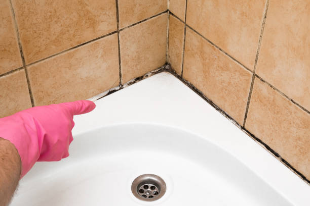 Best Industrial Mold Remediation in Moorefield, WV